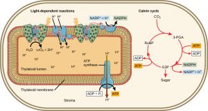 photosynthesis in its entirety