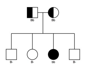 11d.pedigree2b