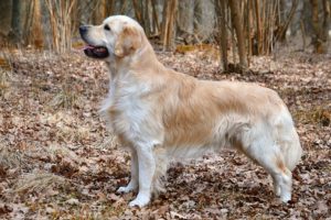 12.Golden_Retriever_Carlos_(10581910556)