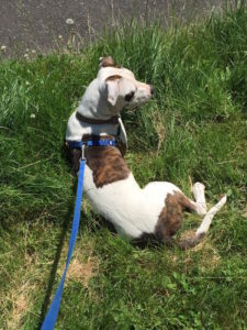 white with brindle spotted dog laying on grass.