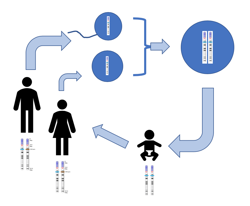sexual life cycle